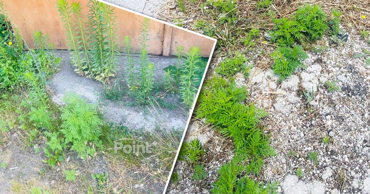 В Новоаненском районе полиция обнаружила наркоферму с коноплей и галлюциногенными грибами.