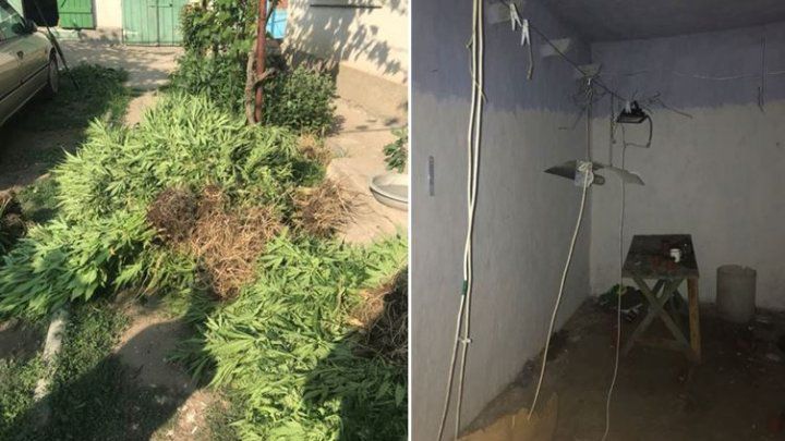 Жители Кагула задержаны за незаконный оборот наркотиков.