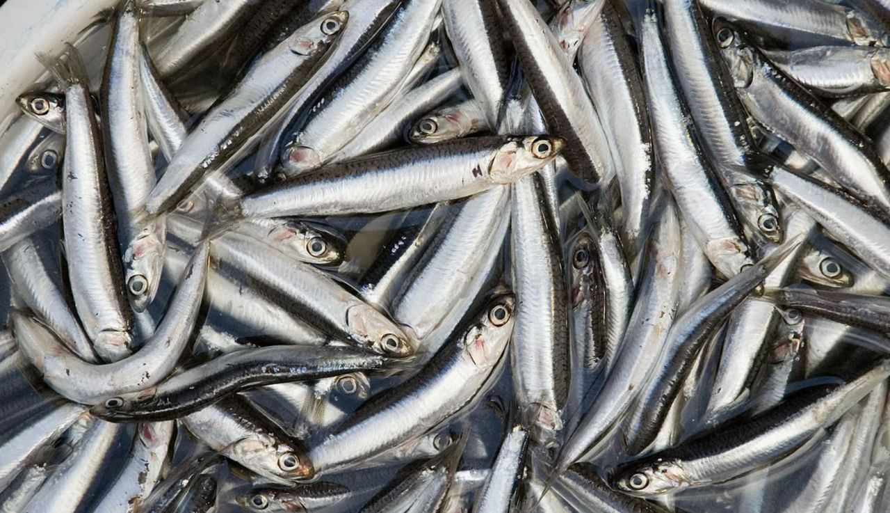 Дефицит анчоусов приведет к удорожанию рыбы и морепродуктов в мире.