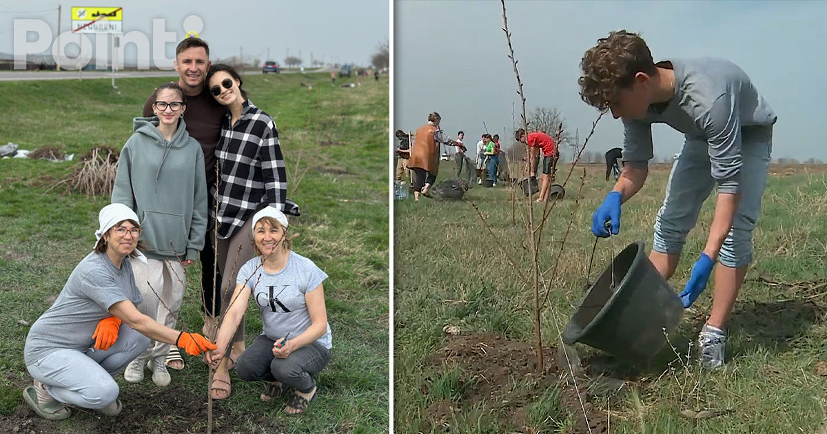 В Негуренах украли деревья сакуры, посаженные актером Эмилианом Крецу.