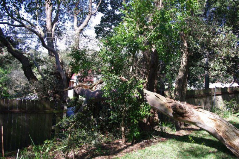 O femeie a tras o sperietură pe cinste după ce peste casa ei s-a prăbuşit un arbore de peste 10 metri înălţime. Foto: simbol