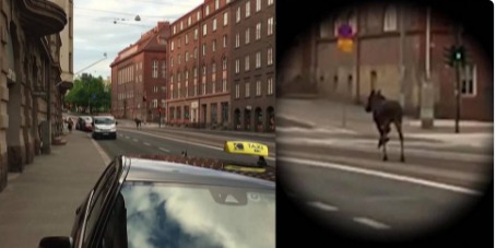 Утром около 6 часов лося видели бегущим по центральным улицам города.