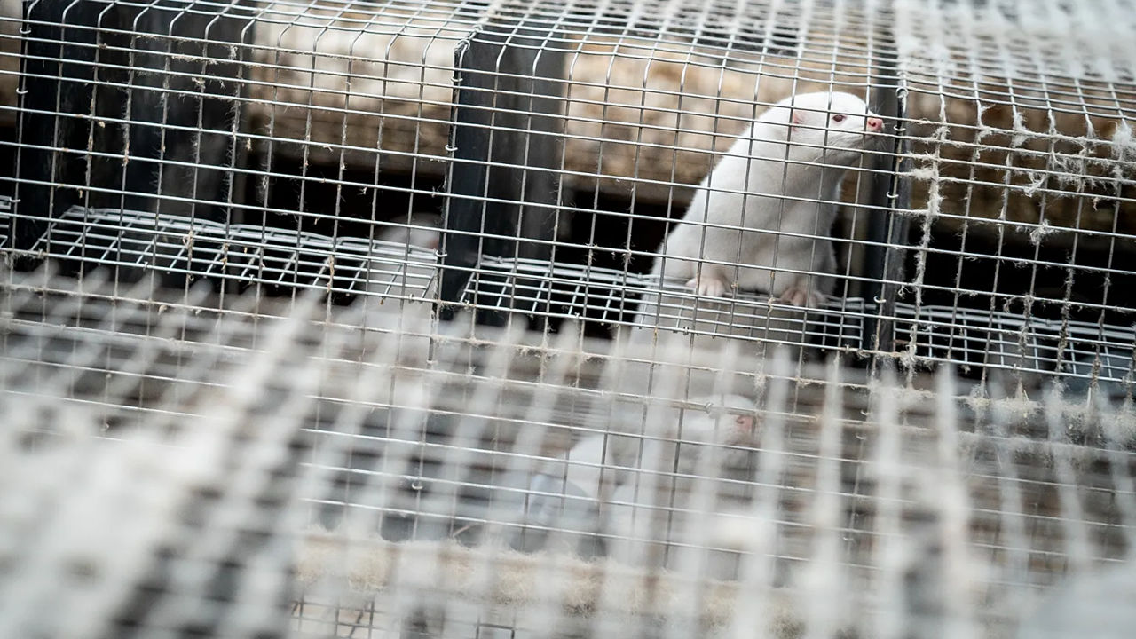 Polonia interzice creșterea animalelor pentru blană.