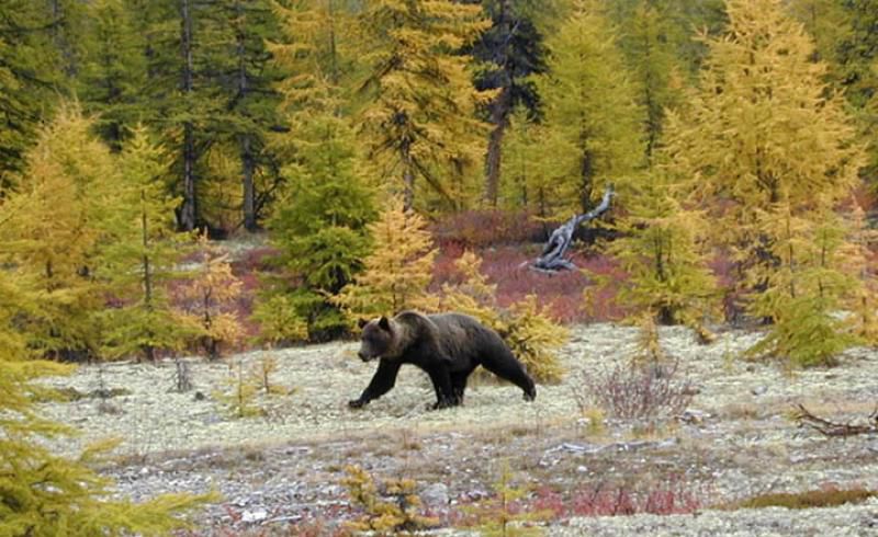 Rușii din Siberia, avertizați: un urs cu două arme se află în libertate