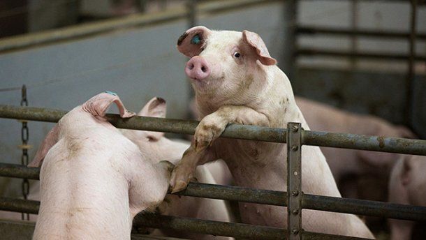 В Кишиневе в результате проверок конфисковали 12  килограммов украинских продуктов из свинины.