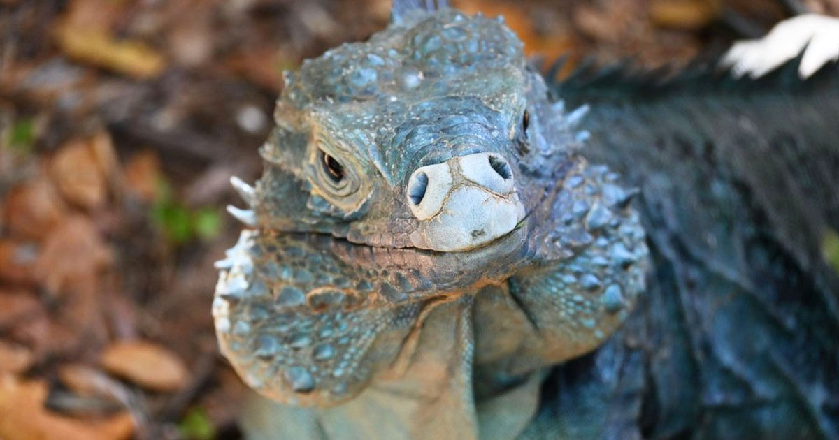 „Dragonii albaștri” de pe Insulele Cayman, salvați de la dispariție.