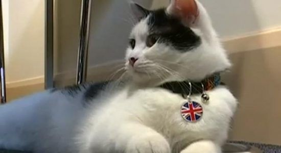 Motanul din serviciul diplomatic britanic, devenit membru oficial. Foto: digi24.ro
