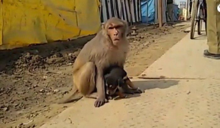 O maimuță de specie Macaca Rheus a luat sub „adopție” un cățeluș al străzii care nu avea adăpost. Foto: captura youtube 