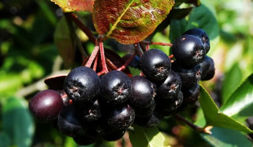 Ученые нашли продукт, уничтожающий 97 % COVID-19 в организме за 5 минут.