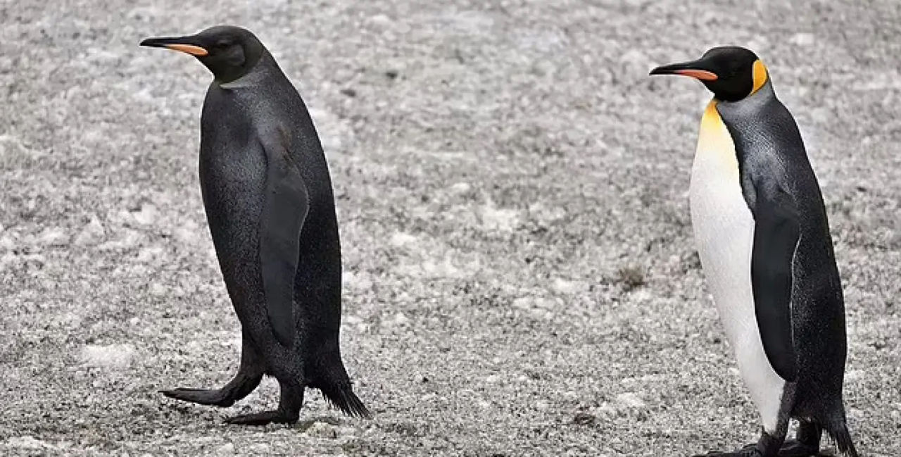Un pinguin rar, complet negru, surprins în imagini de către oamenii de știință.