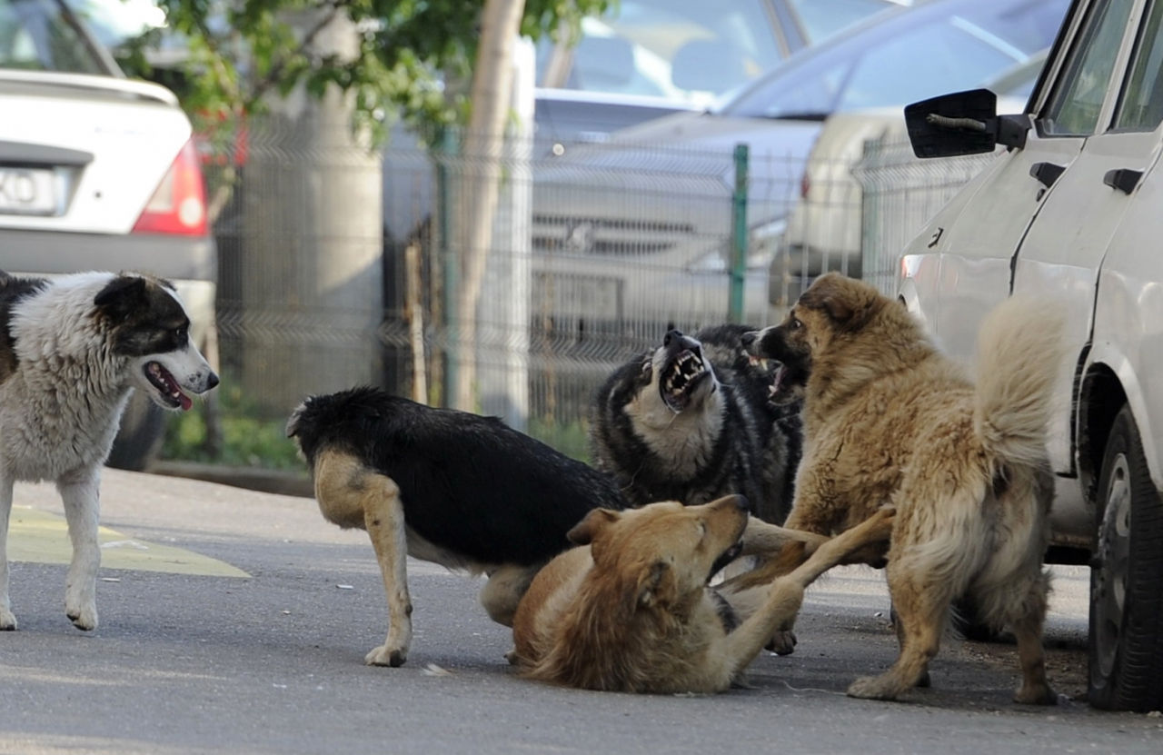 Aproape 840 de persoane au fost mușcate de animale în trei luni.