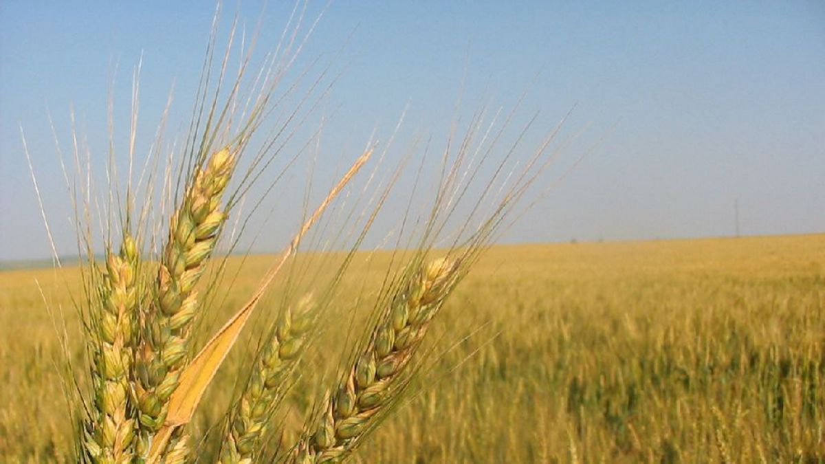 Producţia agricolă în scădere cu 14%. Foto: economica.net
