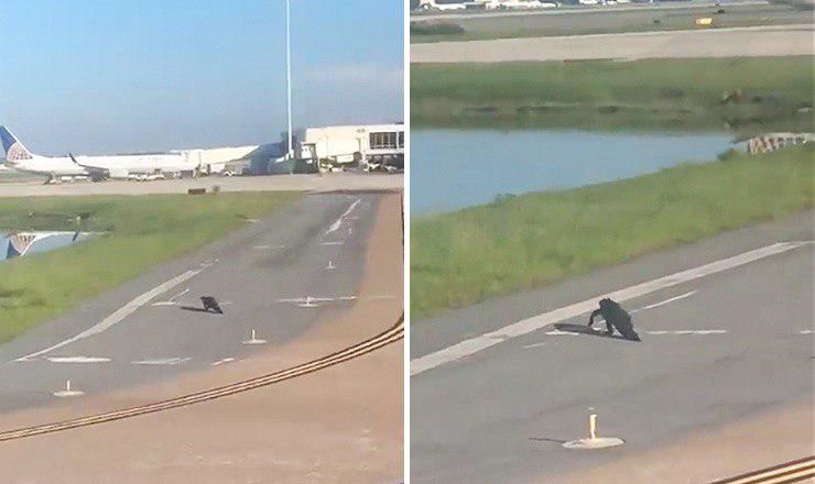 Животное спокойно пересекло полосу и направилось к водоему, расположенному неподалеку.