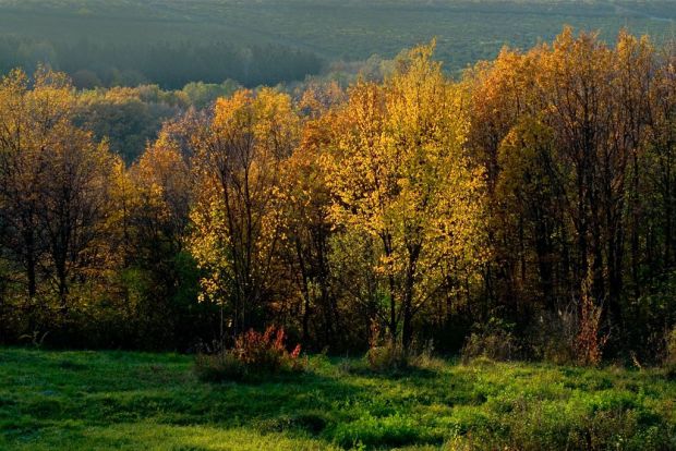 Institutul de Cercetări şi Amenajări Silvice va efectua lucrările de proiectare a culturilor silvice. Foto: realitatea.md