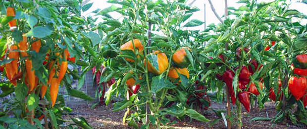 Ardei ecologic. Fermierul moldovean ce crește legume fără pesticide