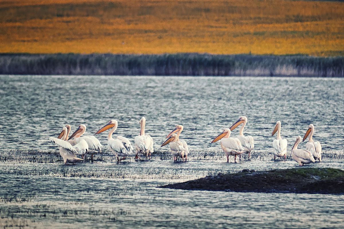 Raiul pelicanilor din sudul Moldovei.