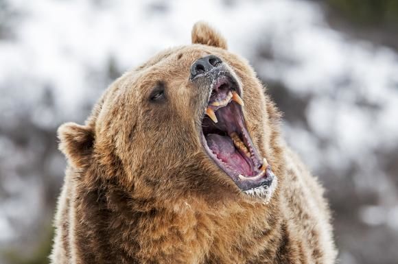 Bătrân de 91 de ani, atacat de un urs în propria curte. Foto: Shutterstock