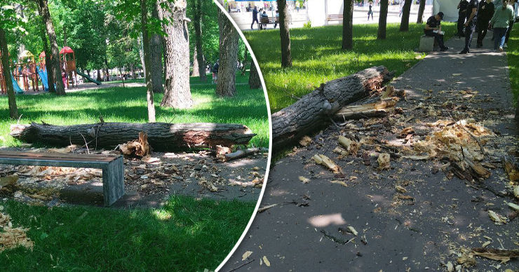 В столичном парке "Алунелул" огромная ветка упала на двухлетнего ребенка. Фото: chsvteme.