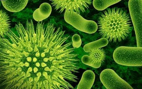 Bacteria CRE poate provoca pneumonie şi infecţii urinare şi ale sângelui.