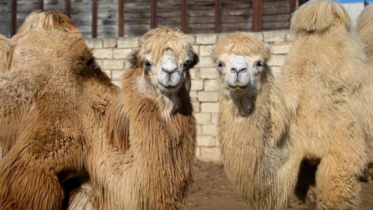 Cămilele, interzise la concursurile de frumusețe din Oman din cauza botoxului.
