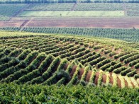 Impozitul agricol urmează să fie achitat anual, în 2 tranşe, în două părţi egale - la 30 septembrie şi la 31 decembrie.