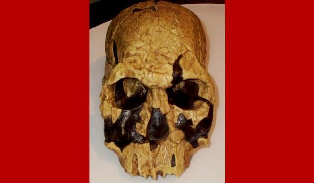 Multă vreme, cel mai vechi strămoş cunoscut al omului a fost considerat Homo erectus, o specie de primată cu mers biped, craniu mic şi arcade proeminente.