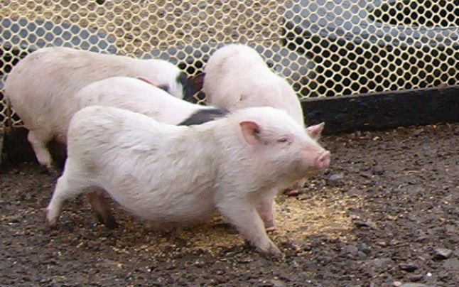 Un crescător de animale din statul Washington a început să le dea râtanilor să mănânce marijuana.