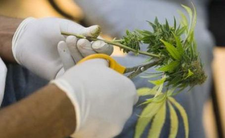 Bem a subliniat că legea nu permite "prevestirea unei viitoare legalizări a canabisului pentru utilizarea recreativă". 