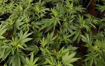 Un moldovean în vârstă de 34 de ani a fost arestat în Italia pentru cultivarea cânepei