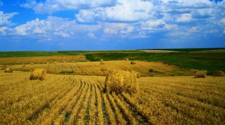 Собственники сельскохозяйственных участков получили право менять их назначение по упрощенной процедуре.