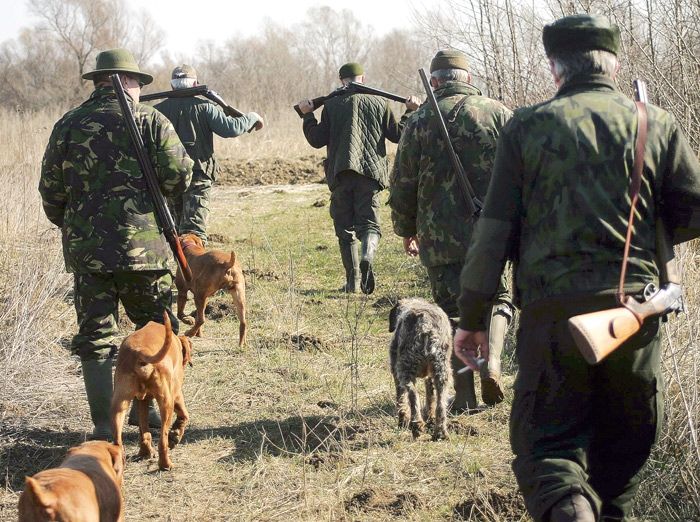 Vânătoarea la mistreți va avea loc în perioada 24 septembrie - 4 decembrie 2016. Foto: ziarulincomod.ro