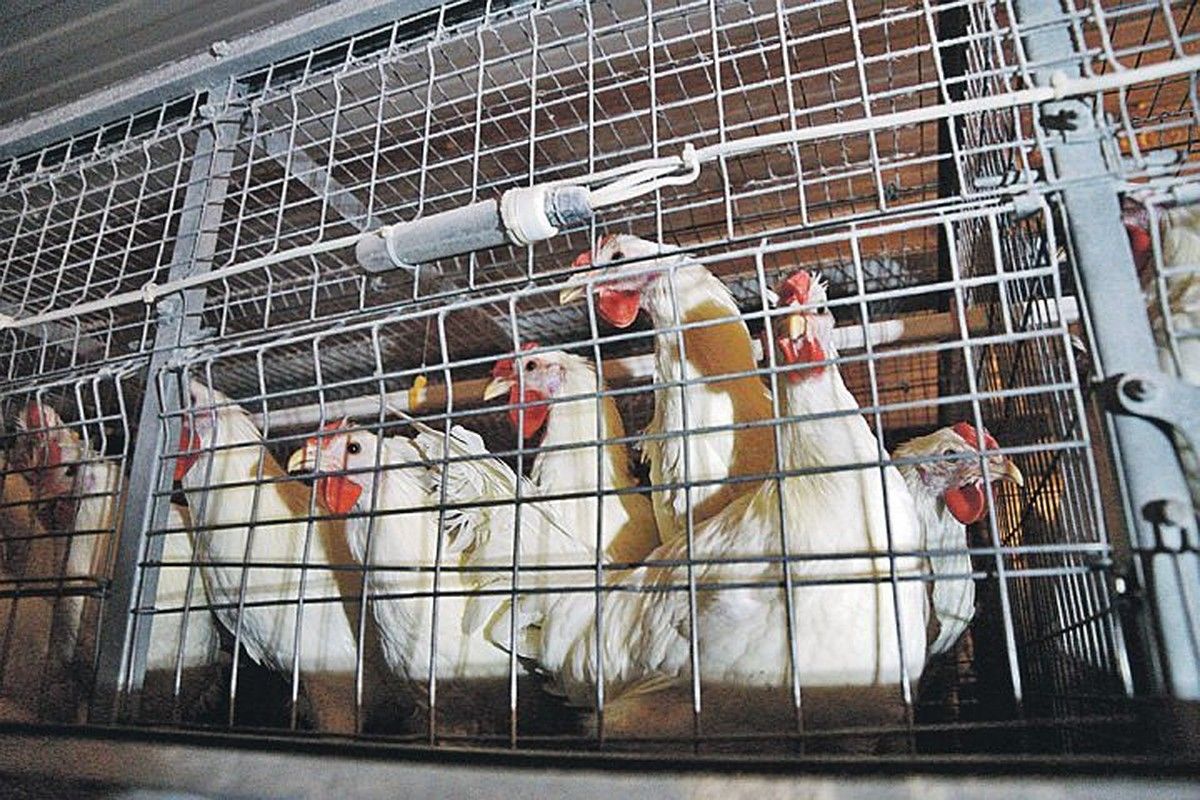 Из-за вспышки птичьего гриппа в Польше забьют больше 65 тысяч кур.