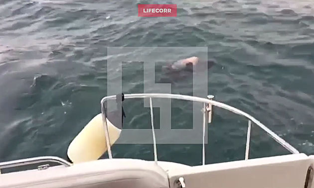 Опубликовано шокирующее видео с места крушения самолета Ту-154.