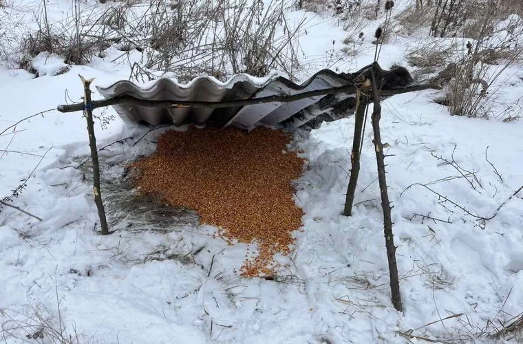 В Рышканах установили кормушки и убежища для диких животных на время зимы.