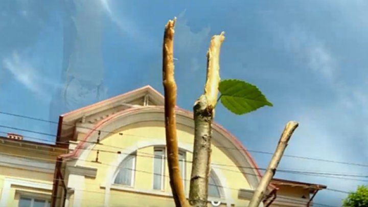 В центре Кишинёва неизвестные обломали ветки молодых лип.