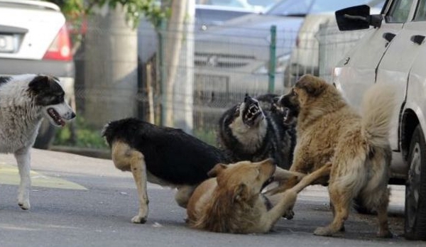 Deocamdata nu se stie unde erau bunicii copilei in acel moment si nici daca animalul era un maidanez.