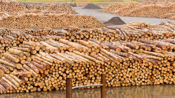 Складометр поленьев на оптовых базах в Бельцах стоит 800-1200 леев