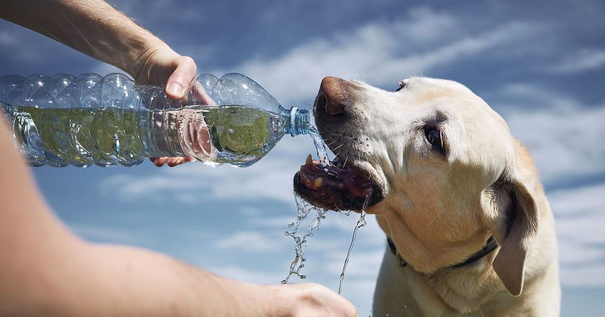 Voluntarii din Moldova ajută animalele fără adăpost pe timp de caniculă.