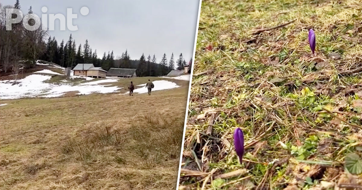 Crocusurile de primăvară înfloresc în Carpații ucraineni.