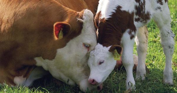 Moare industria laptelui în Moldova: Vacile sunt pe cale de dispariție
