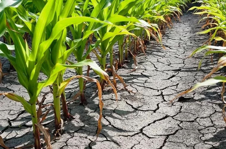 AIPA a întocmit lista preliminară a beneficiarilor de ajutor finaciar, destinat agricultorilor afectați de secetă.