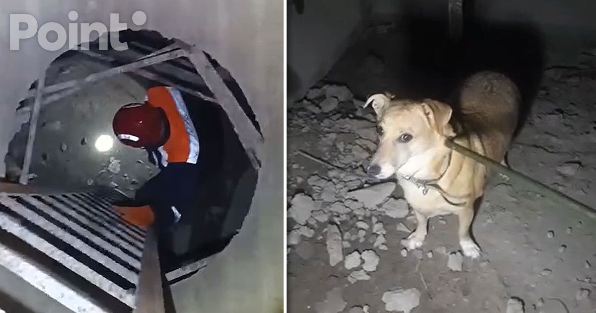 В Рыбнице спасатели вытащили собаку из коллектора.