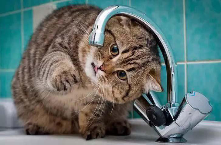 Сотни жителей Ботаники и двух пригородов более чем на сутки остались без воды.