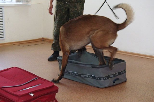Собак натаскивают на настоящие наркотики.