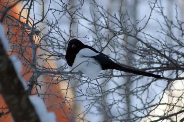 Mâine, vremea va fi determinată de influența unei zone de aer cu presiunea atmosferică ridicată. Foto: tobolsk.bezformata.ru