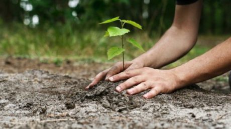 Gospodariii care vor să-şi planteze pomi noi în grădină, trebuie să se grăbească. Foto: desteptarea.ro