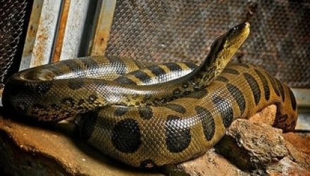 Cei doi băieţi care dormeau în apartamentul unui prieten au fost surprinşi în somn de reptilă.
