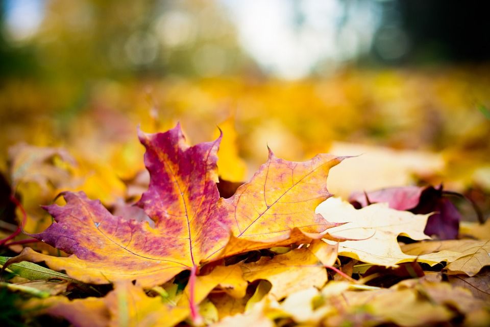 Prognoza meteo, după Codul Galben de vânt puternic. Foto: Casa-Gradina.ro