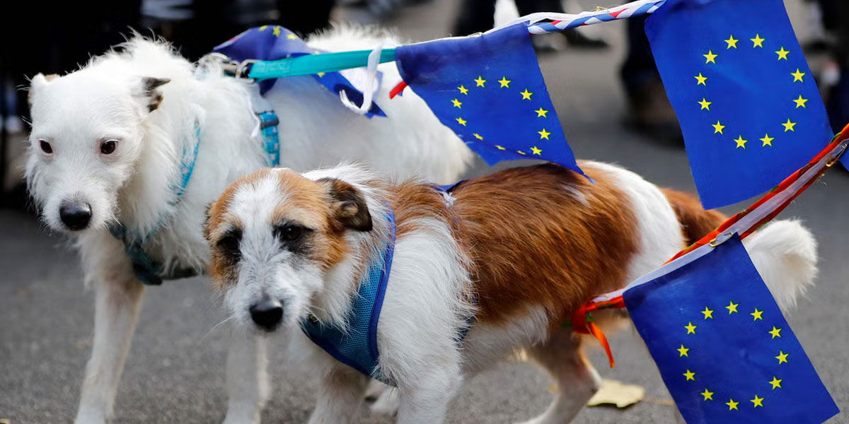 Европарламент предлагает ужесточить правила защиты кошек и собак в ЕС.