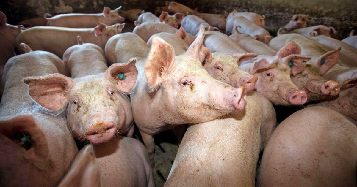 НАОЗ выявило три случая бешенства и очаг африканской чумы за неделю.